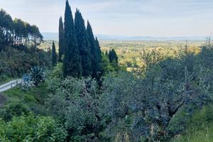 Oliveto di 3.290 mq con 160 piante