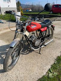 Beta Camoscio 50