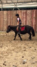 Pony