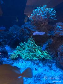Corallo Molle sinularia verde fluo