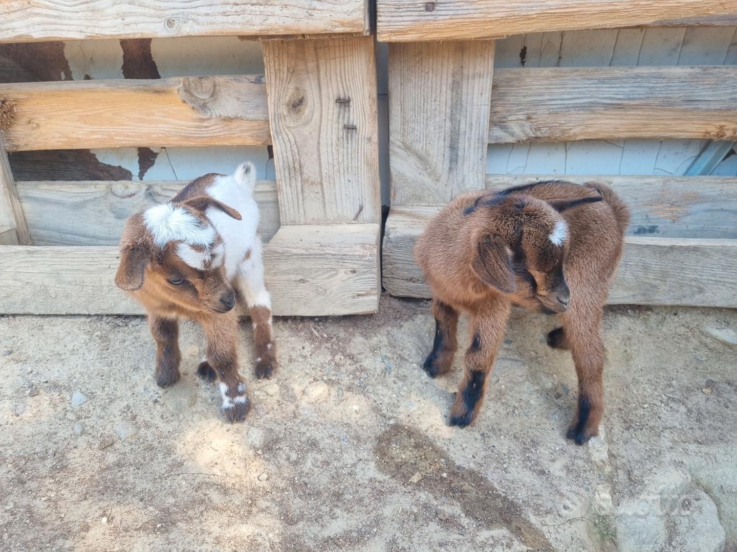 Caprette Tibetane - Animali In vendita a Cagliari