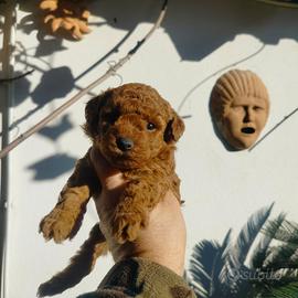 Barboncino mini toy red 2M 2F anche arate x maggio