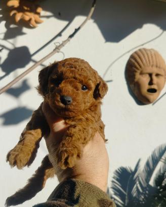 Barboncino mini toy red 2M 2F anche arate x maggio