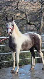 Cavallo Quarab