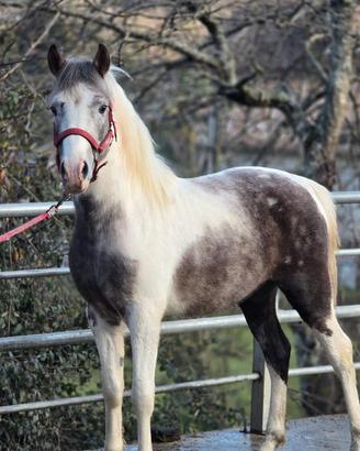 Cavallo Quarab