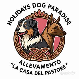 Pastori Belga Malinois