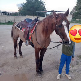 Cavalla da sella smazzettata