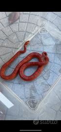 Serpente del grano