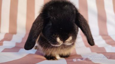 Coniglio ariete nano