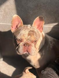 Bulldog x monta