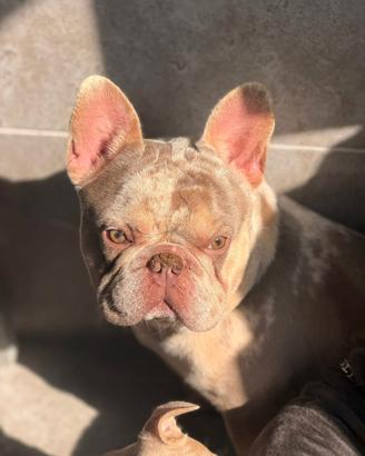 Bulldog x monta