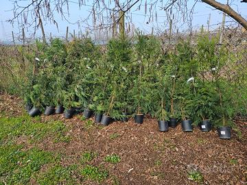 Cipressetti da siepe Leylandii,sanissimi