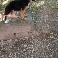 Cane pastore tedesco