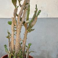 Cactus pianta grassa grande