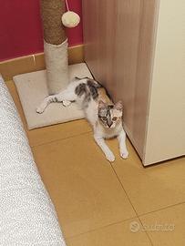 Adozione gratuita gattina di 5 mesi