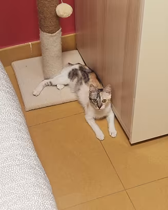 Adozione gratuita gattina di 5 mesi