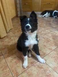 Cucciolo border collie