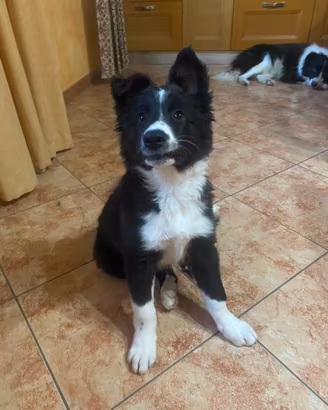 Cucciolo border collie