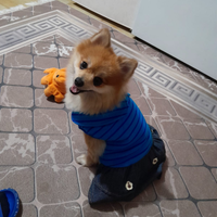 Volpino nano del pomerania