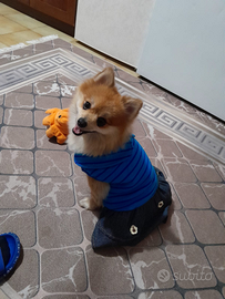 Volpino nano del pomerania