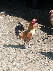 Galli
