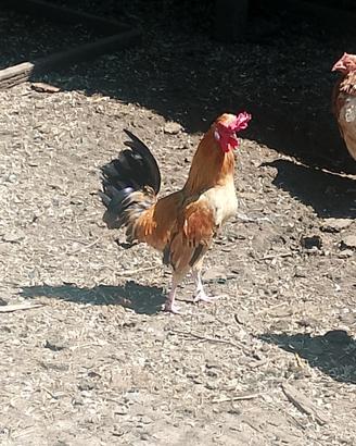 Galli