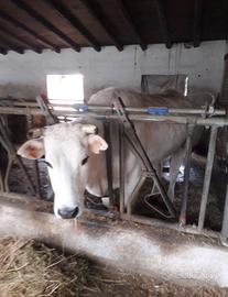 Rastrelliera Autocatturanti bovini