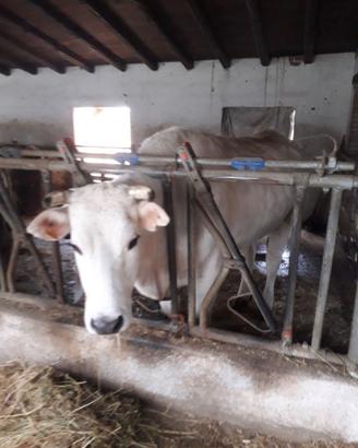 Rastrelliera Autocatturanti bovini