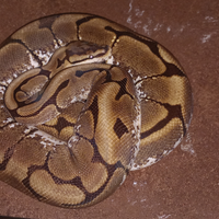 Pitone reale femmina