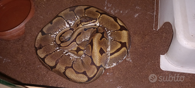 Pitone reale femmina
