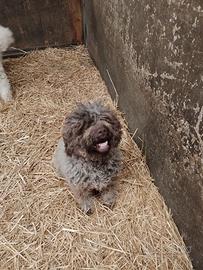 Lagotto Romagnolo