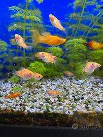 Avannotti di Platy (circa 2 mesi)