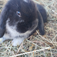Cucciolo coniglio ariete