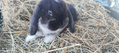 Cucciolo coniglio ariete