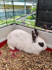 Conigliette Femmine Testa di Leone