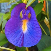 Clitoria tetnatea rampicante