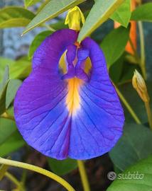 Clitoria tetnatea rampicante