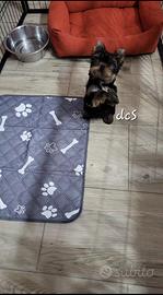 Yorkshire maschio in pronta consegna