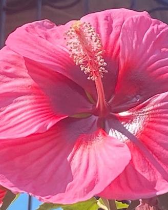 Hibiscus