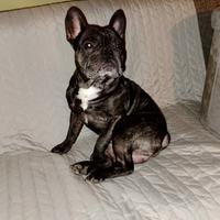 Bulldog francese accoppiamento