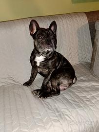 Bulldog francese accoppiamento