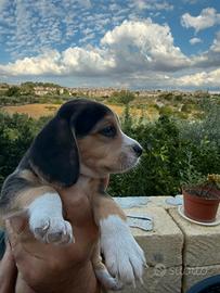 Cucciolo di Beagle