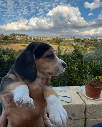 Cucciolo di Beagle