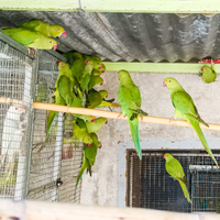 Parrocchetti dal collare verdi