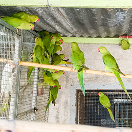 Parrocchetti dal collare verdi