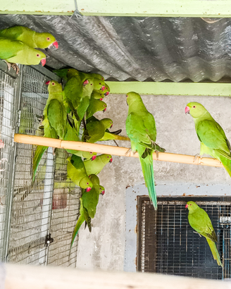 Parrocchetti dal collare verdi