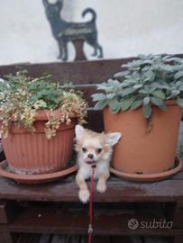 Cucciolo di chihuahua maschietto pl