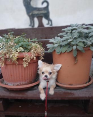 Cucciolo di chihuahua maschietto pl