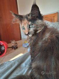 Maine coon
