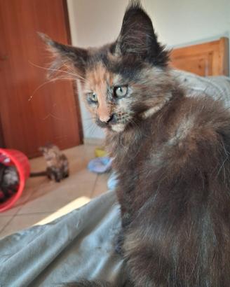 Maine coon